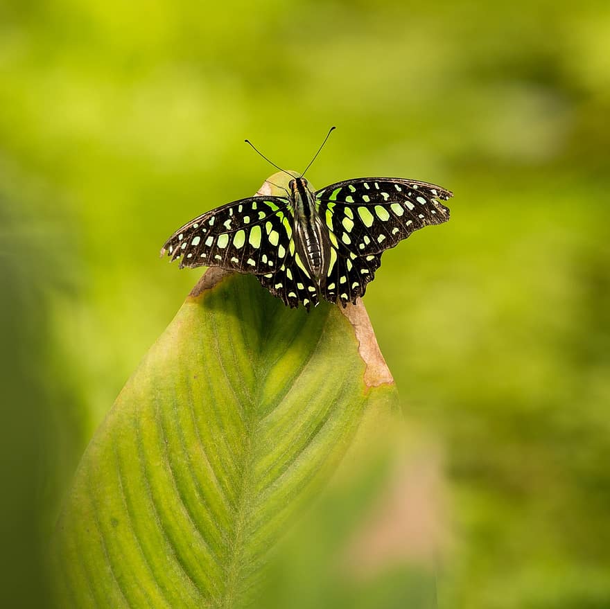 farfalla, insetto, insetto alato, ali di farfalla, fauna, natura, avvicinamento, colore verde, multicolore, macro, estate