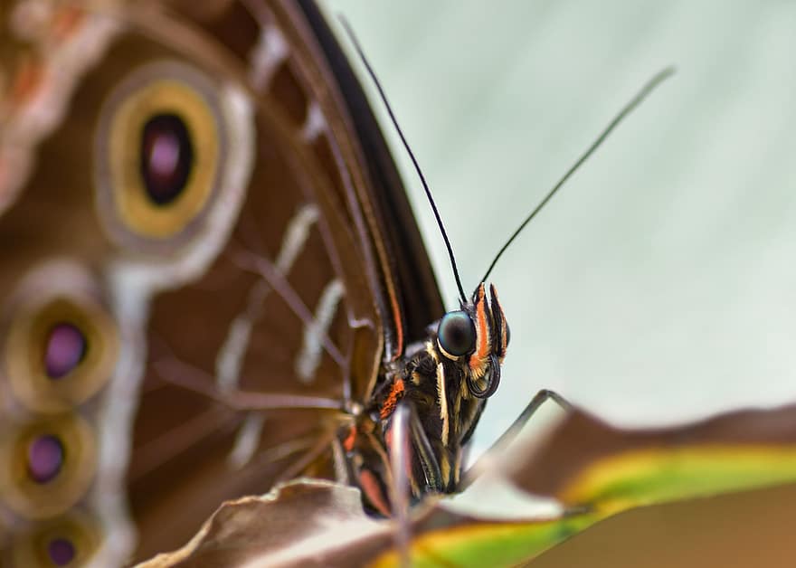 kupu-kupu, serangga, sayap, antena, eksotik, bug