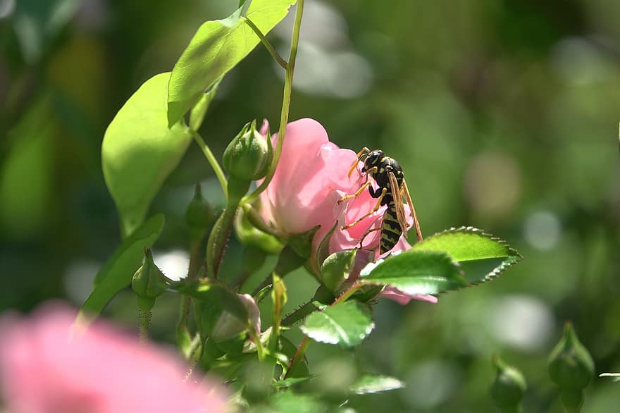 avispa, avispón, flor, floración, naturaleza, insecto, de cerca, enfoque, Rosa