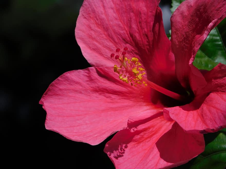 blomst, hibiscus
