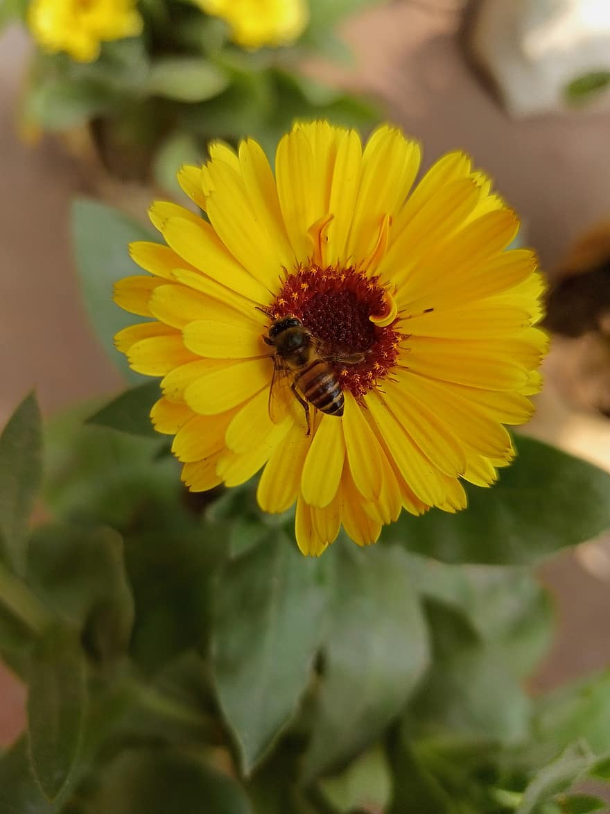 bunga, pot marigold, penyerbukan, lebah, serangga, berkembang, mekar, kuning, merapatkan, musim panas, menanam