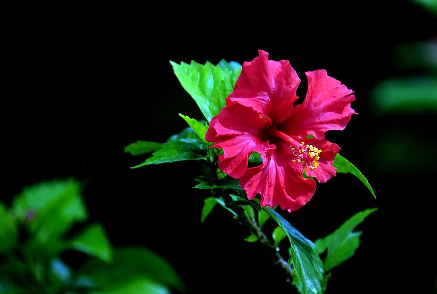 hibiscus, fleur, jardin, hibiscus rose, pétales, Pétales d'hibiscus, Floraison, plante, flore