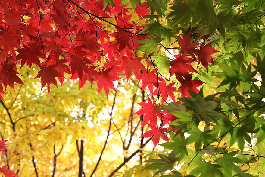 musim gugur, pohon, dedaunan musim gugur, Daun-daun, alam, jatuh, daun, kuning, musim, hutan, multi-warna