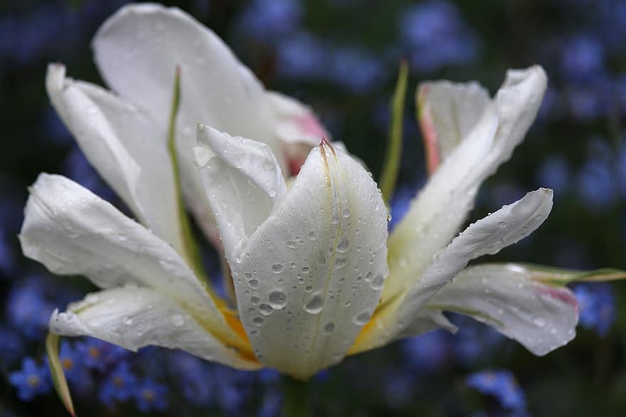 Flower, Botany, Spring, Blossomed, Bloom, Raindrop, Drops, Rain, Petals, Flora, close-up