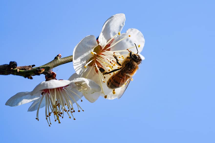 цветение сливы, пчела, насекомое, опыление, цветы, весна, лепестки, цветение, цвести, дерево, весенние цветы