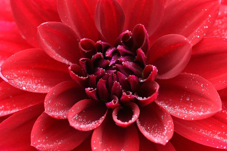 Dahlia, gėlė, raudona
