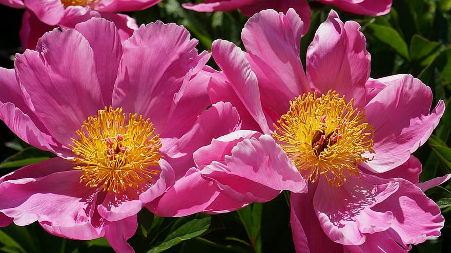 Pfingstrosen, Blumen, pinke Blumen, rosa Pfingstrosen, Blütenblätter, rosa Blütenblätter, blühen, Flora, Natur