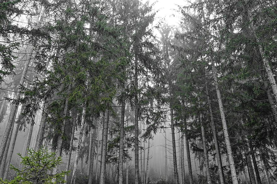 hutan, pohon, kabut, Birch, pohon birch, berkabut, suasana hati