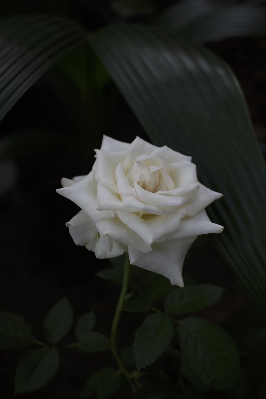 ruusu-, kukka, valkoinen ruusu, nousi kukinta, terälehdet, ruusunlehdet, kukinta, kasvi, kasvisto