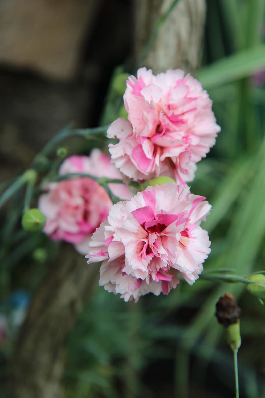 Carnation, Flowers, Plant, Pink, Pink Carnation, Pink Flowers, Petals, Bloom, Garden, Nature, Fragrance