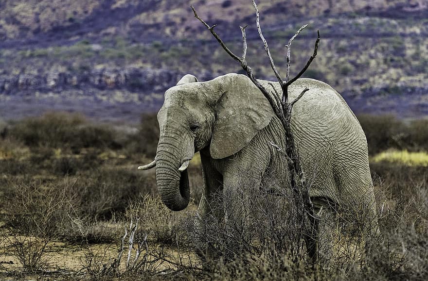 elefánt, vastagbőrű, agyarak, fülek, Afrika, namibia, szafari, vadvilág, természet