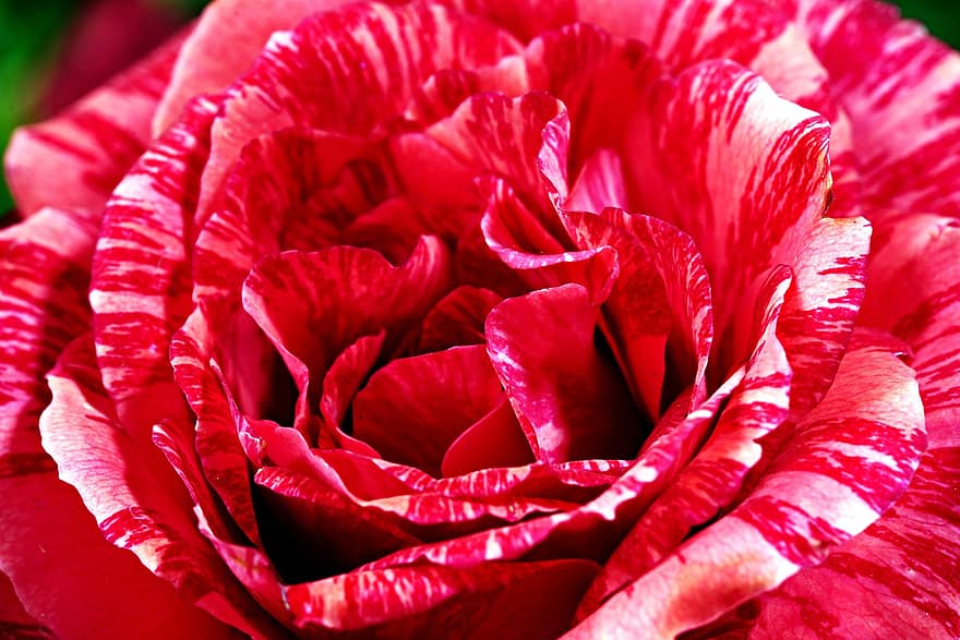 rosa, fiore, pianta, Rosa bicolore, petali, fioritura, flora, natura
