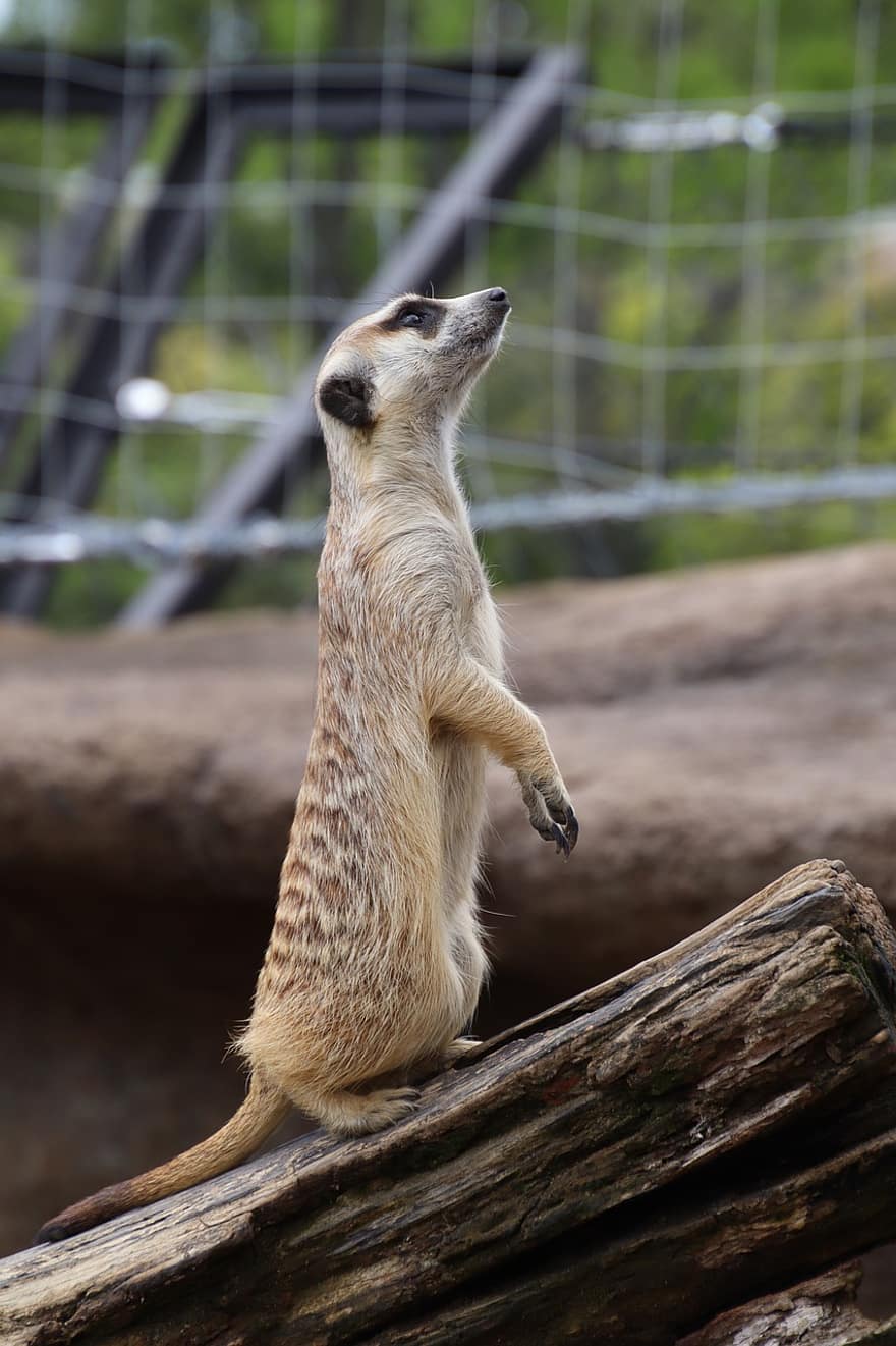 meerkat, suricate, ΖΩΟΛΟΓΙΚΟΣ ΚΗΠΟΣ, ζώο, άγρια ​​ζωή, μικρό, χαριτωμένος, κοιτάζοντας, ετοιμότητα, μαγκούστα, ένα ζώο