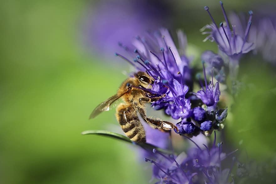 skäggblomma, honungsbi, bi, natur, insekt, närbild, blomma, makro, pollinering, djur-, sommar