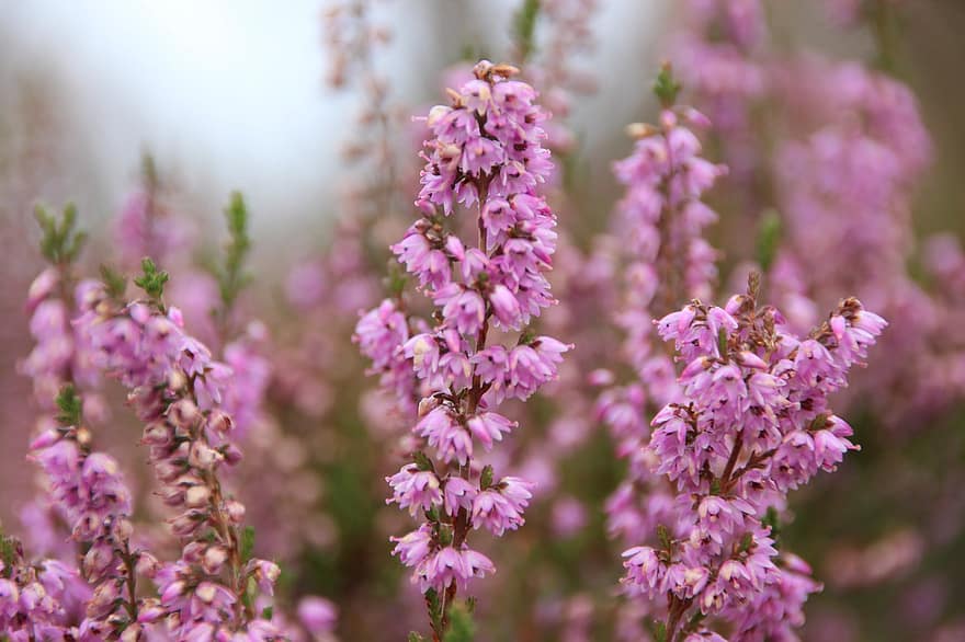 Heather, Flowers, Plant, Erica, Heath, Pink Flowers, Bloom, Blossom, Nature, close-up, flower