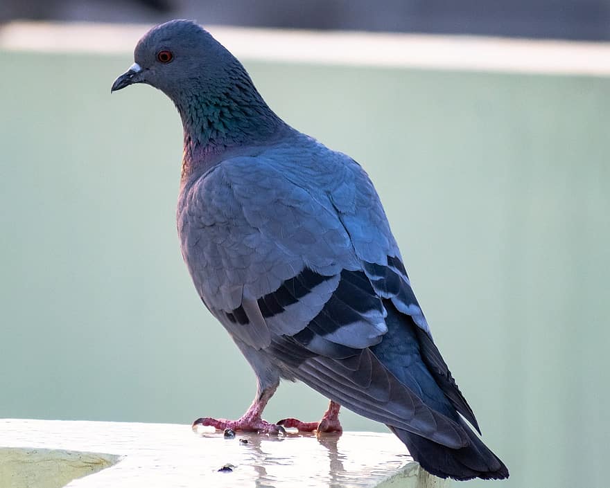 Pigeon, Bird, Perched, Dove, Animal, Feathers, Plumage, Beak, Bill, Urban, Closeup