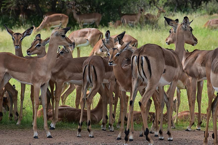 Impalas, ละมั่ง, สัตว์, เลี้ยงลูกด้วยนม, วิลส์, ธรรมชาติ, สัตว์ป่า, แอฟริกา, เซวันนา, การแข่งรถวิบาก, สัตว์ในป่า