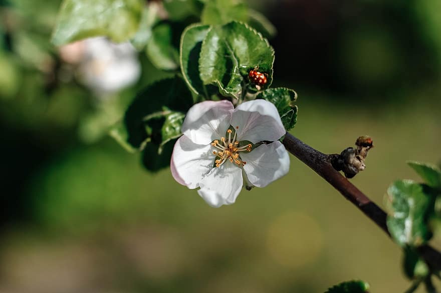 árvore de maçã, Primavera, flor, ramo, inflorescência