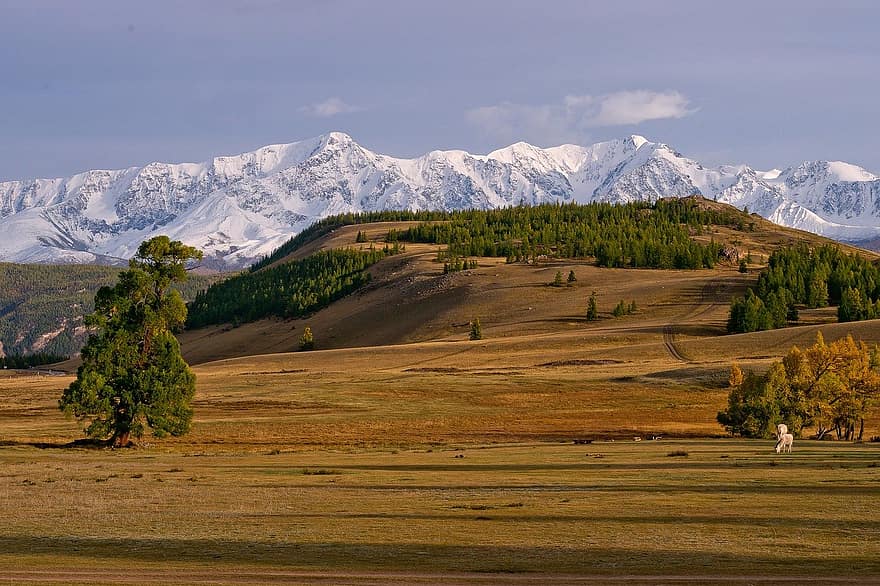 Altai, montanhas, panorama, neve, nascer do sol, arvores, campo, estepe, natureza, cenário, montanha