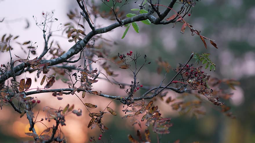 rudenī, koks, kritums, lapas, zaļumi, krāsains, filiāles, raksturs, ārā, sezonas, dekorācijas