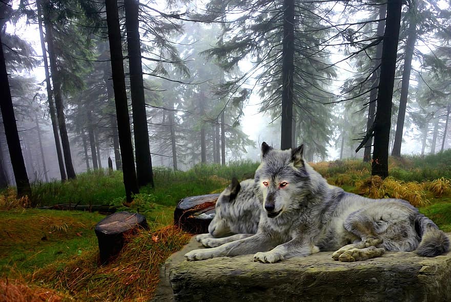 Lobos, madeiras, régio, floresta, predador, pacote, fantasia, selvagem, cinzento, natureza, animais