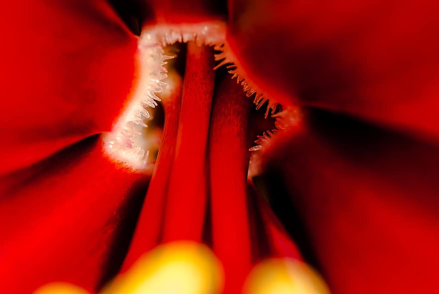 Flowers, Emerys, Macro, Red, Stamens, Botany, Bloom, close-up, backgrounds, abstract, vibrant color