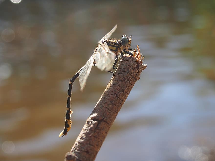 Dragonfly, Insect, Entomology, Macro, Close Up, River, close-up, branch, animals in the wild, tree, yellow