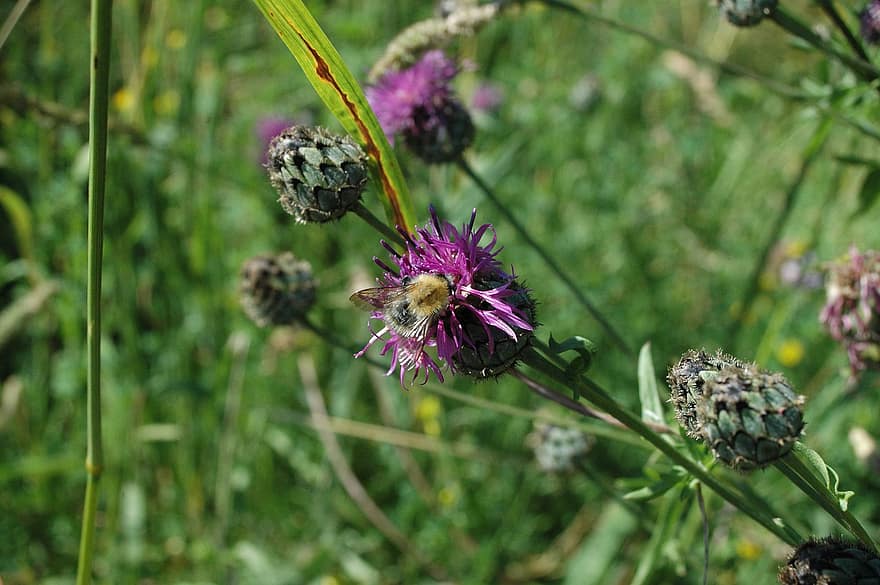 หนาม, ดอกไม้, bumblebee, แมลง, ผึ้ง, การผสมเกสรดอกไม้, ตา, ปลูก