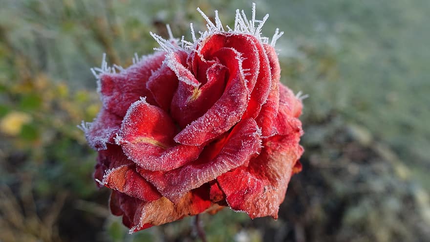 Rose, frost, vinter, kold, is, krystaller, blomst, blomstre, flor, tæt på, blad