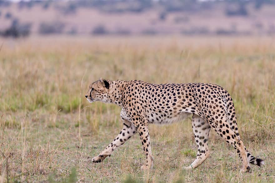 Gepard, zvíře, safari, savec, velká kočka, divoké zvíře, dravec, volně žijících živočichů, fauna, divočina, Příroda