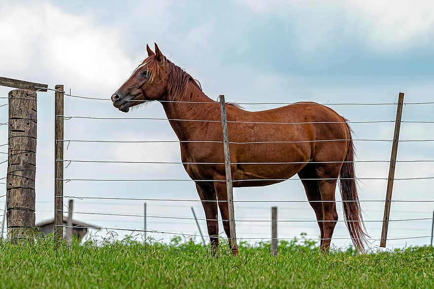 Horse, Gallop, Grass, Animal, Equestrian, Chordata, Domestic, Equines, Equus, Equus Caballus, Farm