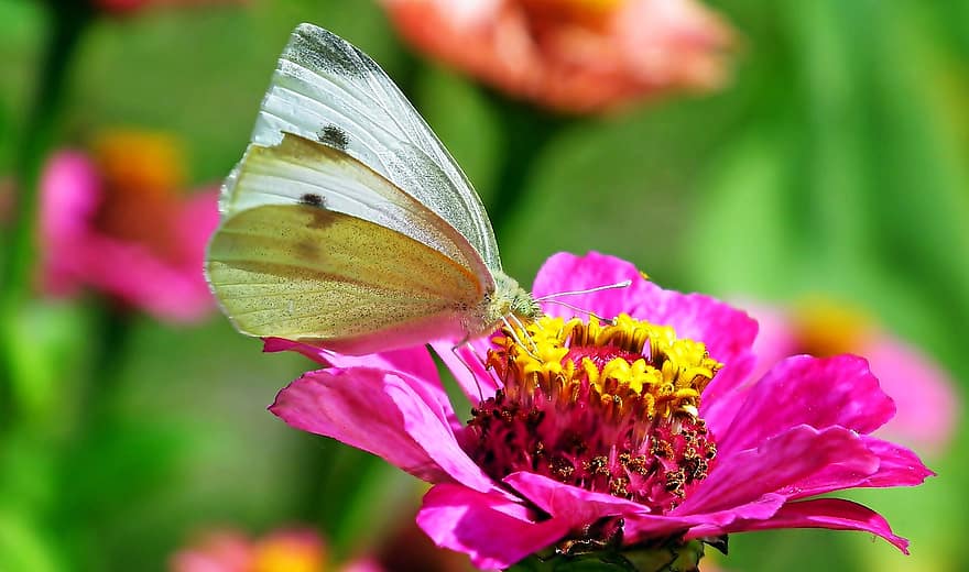 owad, motyl, entomologia, kwiat, zapylanie, makro, skrzydełka, kwitnąć, bielinek, cynia, ogród