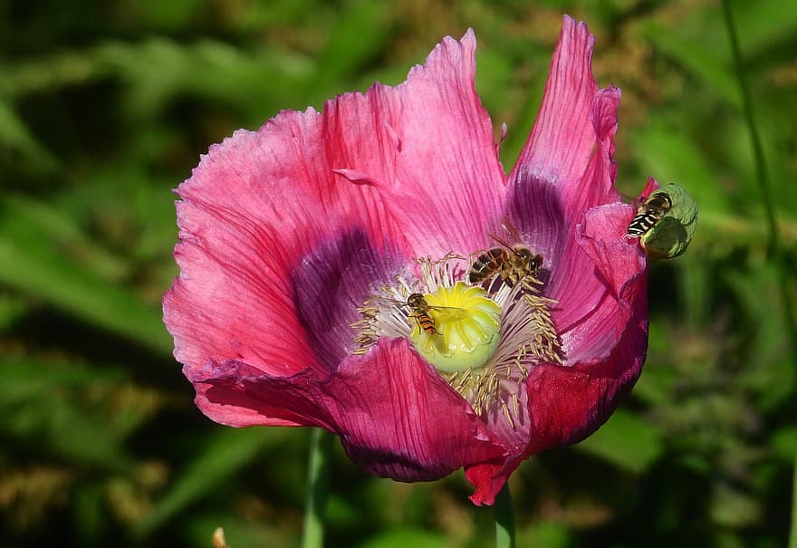 flor, amapola, abeja, mosca flotante, polen, polinización, naturaleza, crecimiento, de cerca, verano, planta