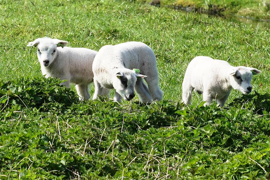 αρνιά, πρόβατο, των ζώων, βοοειδή, αμυχή, λιβάδι, βοσκή, αγρόκτημα, νεαρά πρόβατα, θηλαστικά, γρασίδι
