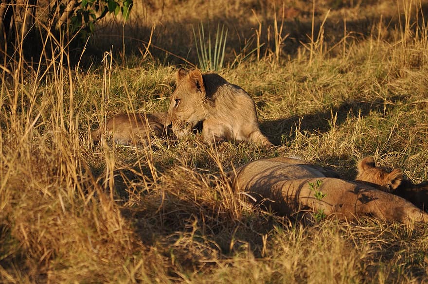 les Lions, lionne, safari, prédateur, gros chats, animaux, mammifères, carnivores, faune, félin, région sauvage