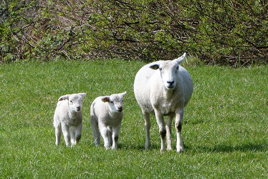羊、子羊、動物たち、牧草地、ほ乳類、若い動物、農場の動物、春、草、自然、母性ケア