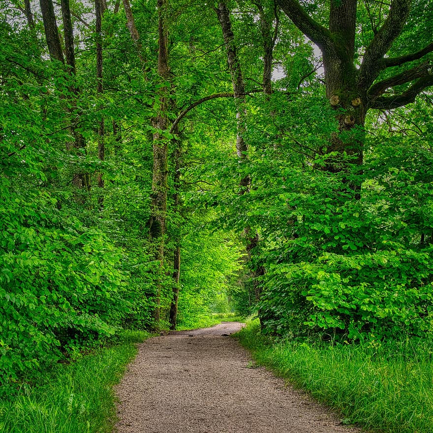 weg, spoor, pad, bospad, groen, bomen, wandelen, natuur, herstel, vrije tijd