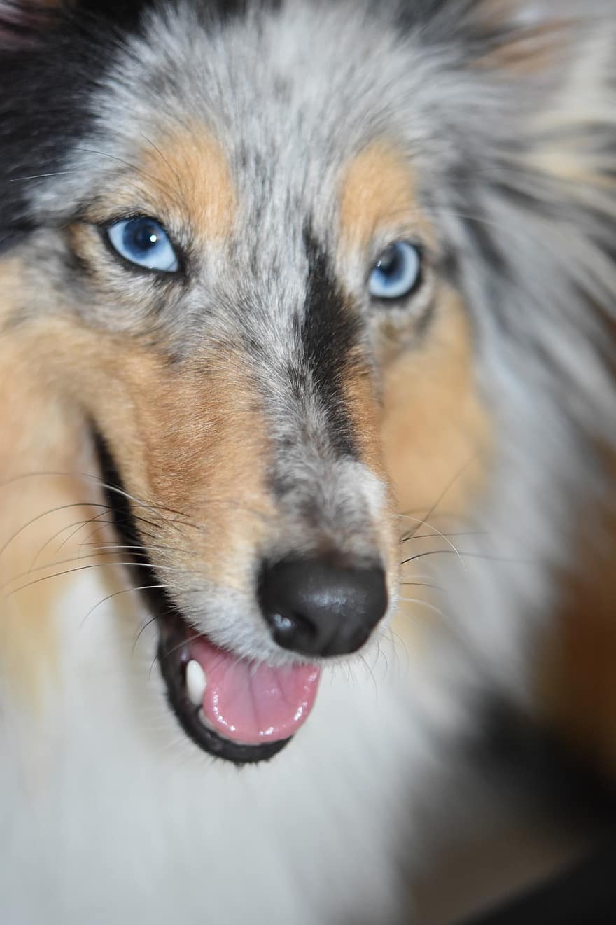 chien, canin, berger shetland, femelle, yeux bleus, animal, adorable, truffe noire
