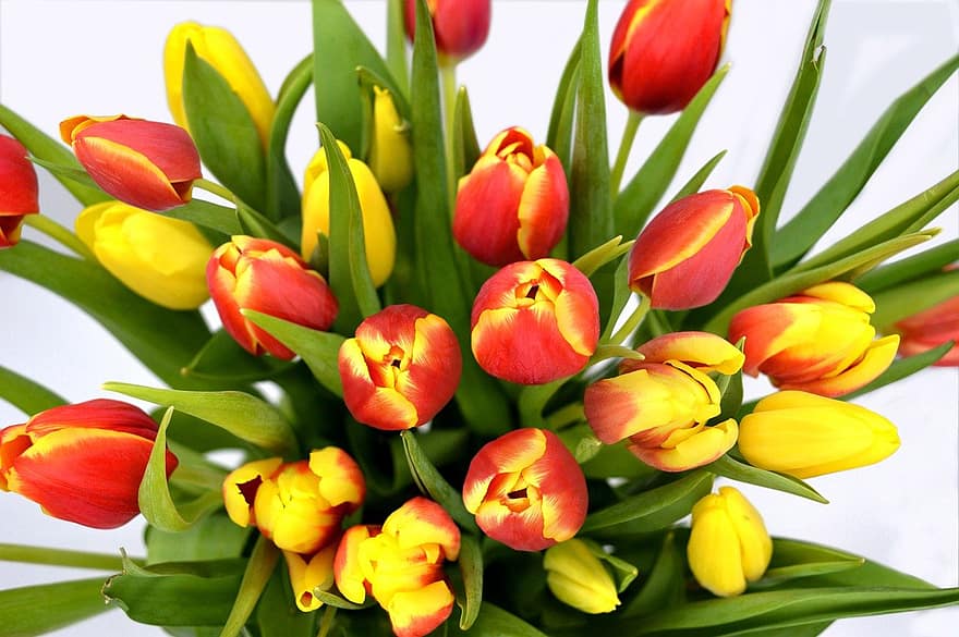 tulipas, avestruz, Ramo de flores, flor, Spring Bloomers, flora, dia das Mães, flores, multicolorido, flores da primavera, buquê de tulipa