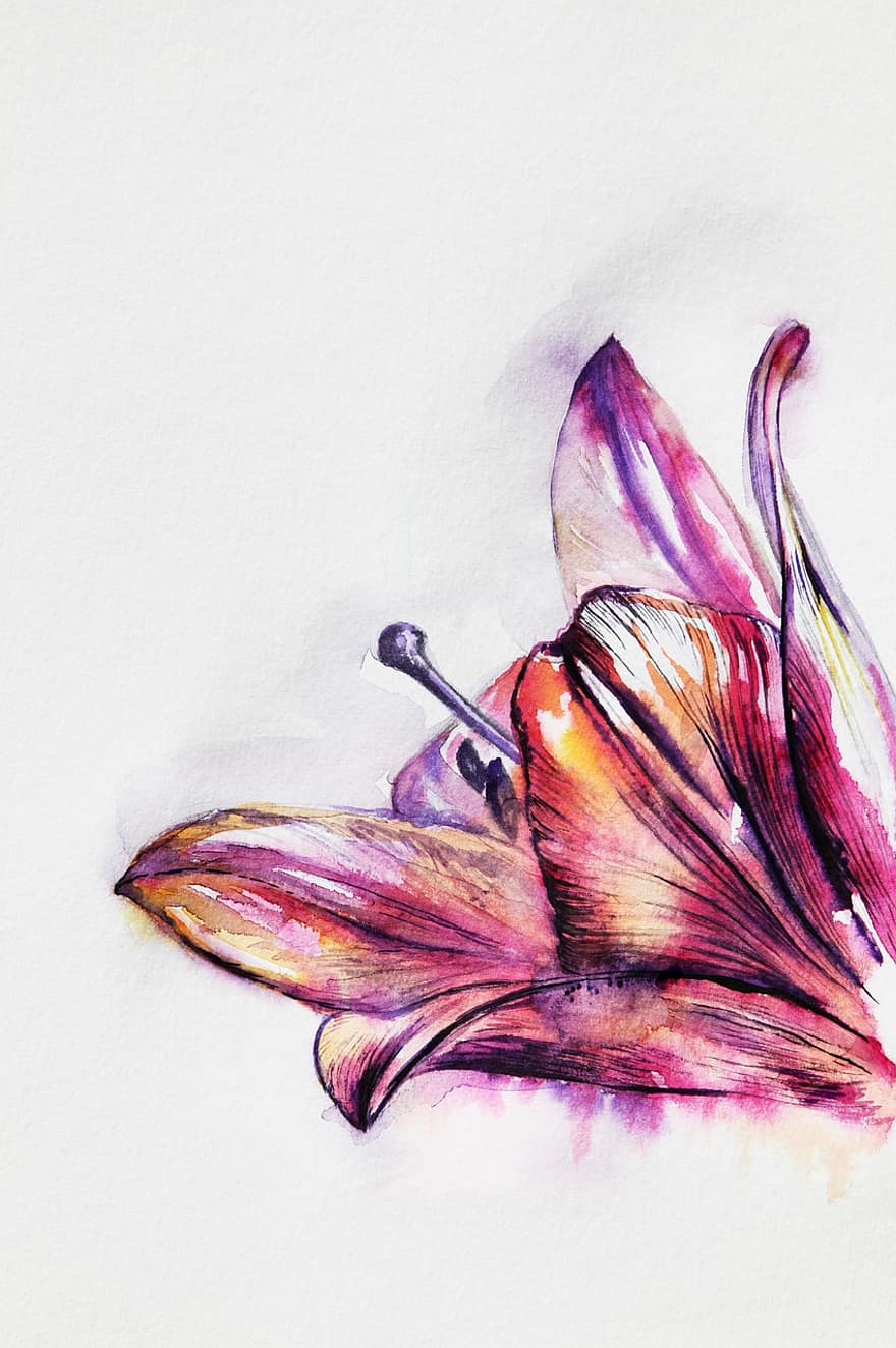 Pink, Purple, Lily, Flower, Blossom, Bloom, Watercolor, Floral, Plant, Watercolour, Watercolor Art