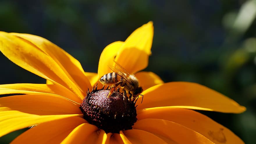 пчела, цвят, разцвет, флора, природа, градина, лято, жълт, цветна градина, цвете, ехинацея