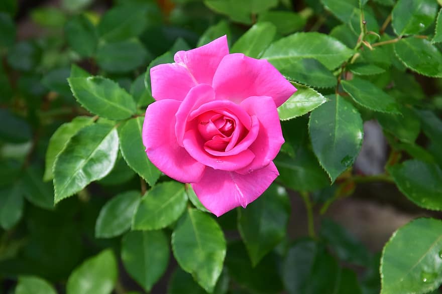 Rose, Pink, Nature, Roses, Bloom, Plant