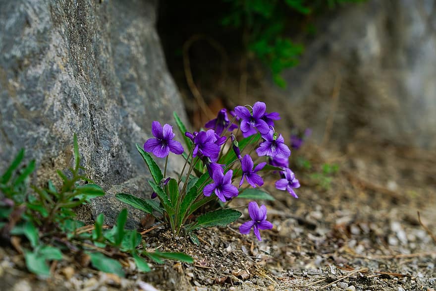 violet, flori, plantă, flori salbatice, violet flori, a inflori, primăvară, flori de primăvară, natură