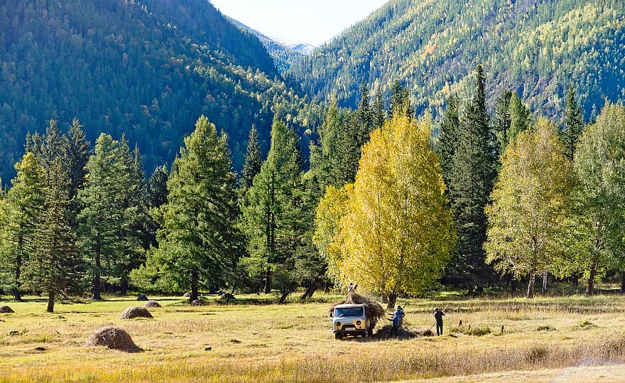 autó, fák, hegyek, ősz, Altai, széna kaszálása, erdő, fa, tájkép, hegy, utazás