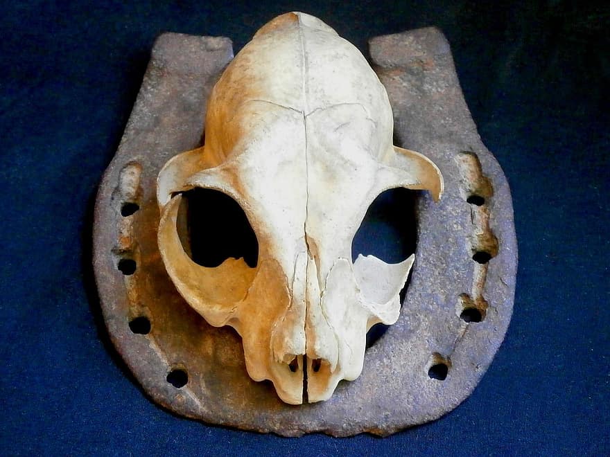crâne, crâne animal, crâne de chat, fer à cheval