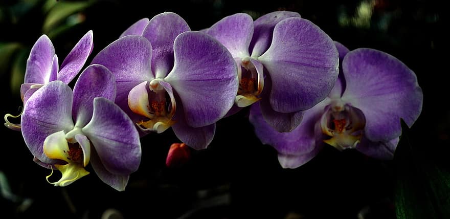 orchideák, phalaenopsis, virágok, lila orchideák, lila virágok, szirmok, lila szirmok, virágzás, virágzik, növény, növényvilág