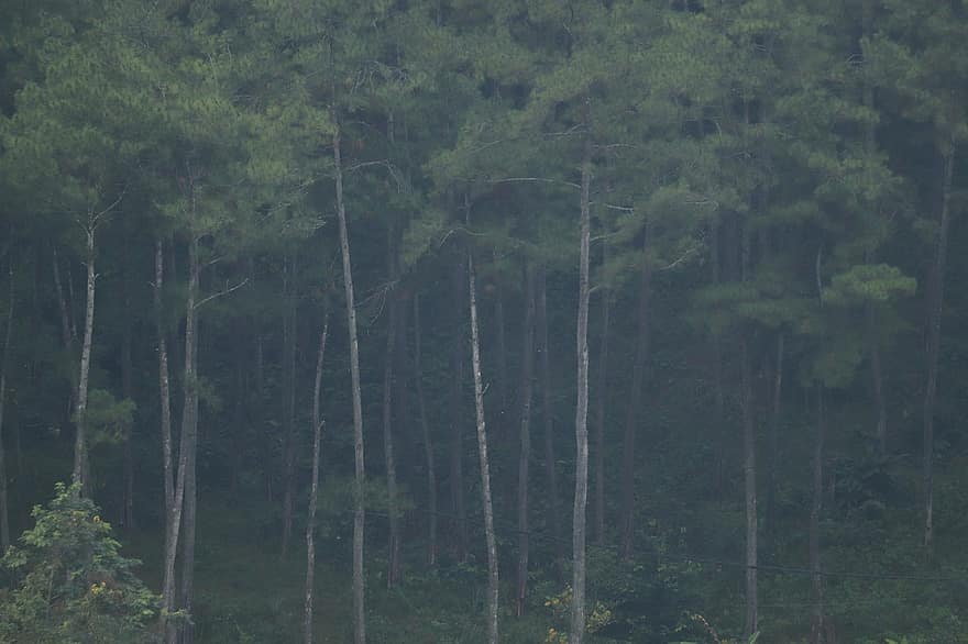 floresta, arvores, névoa, chuva leve, frio, madeiras, panorama, natureza, banyumas, jateng, Indonésia