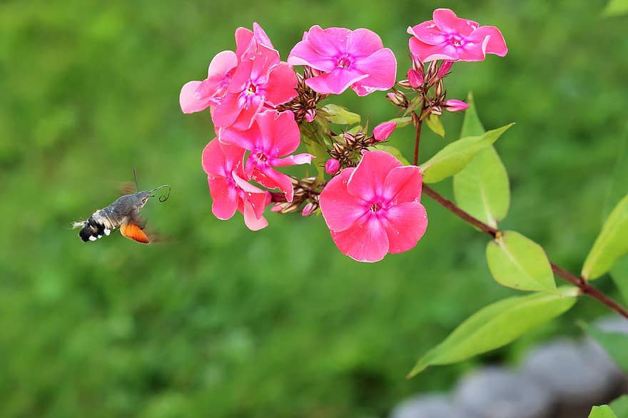 hummingbird hawk moth, haukko, kukat, puutarhakloosi, koi, hyönteinen, lentäminen, vaaleanpunaiset kukat, lehdet, kasvi, puutarha