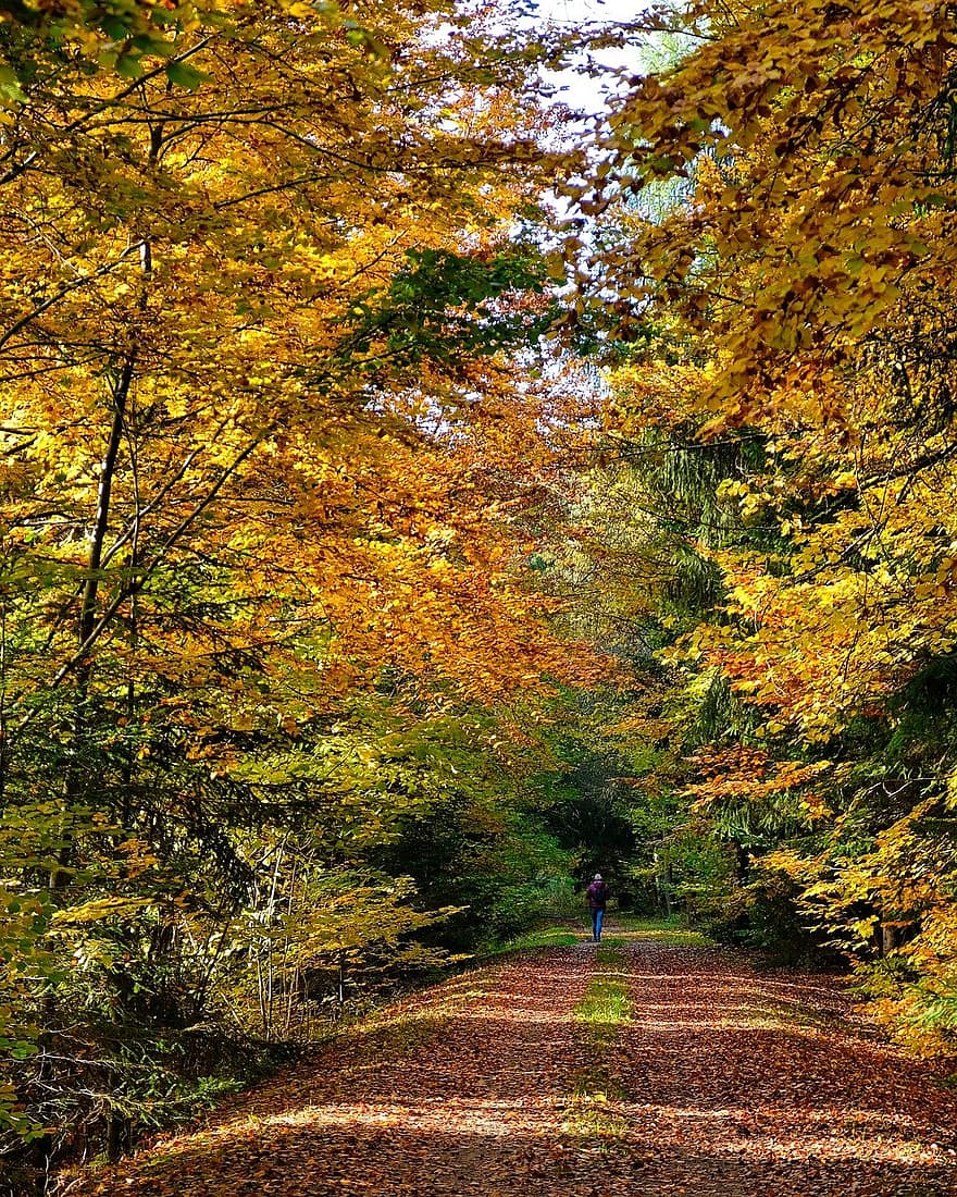 ceļš, mežs, kritums, rudens noskaņojums, atstāj rudenī, rudens krāsas, ainavu