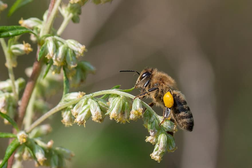 Bie, blomster, pollinering, pollinere, insekt, nærbilde, makro, Hymenoptera, bevinget insekt, entomologi, flora